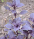 Bazalka pravá červená - Ocimum basilicum - semena - 200 ks