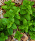 Máta peprná - Mentha piperita - semena - 0,1 g