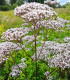 Kozlík lékařský - Valeriana officinalis - semena - 150 ks