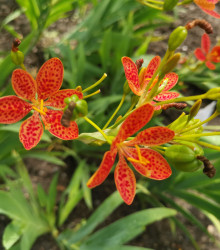 Semena angínovníku – Angínovník čínský – Iris domestica