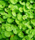 Gotu Kola - Centella asiatica - semena - 4 ks