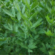 Libeček - semena Libečku - rostlina Levisticum officinale pěstování  - 0,4 gr