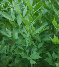 Libeček lékařský - Levisticum officinale - semena - 0,4 g