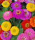 Ostálka Liliput - Zinnia elegans - semena - 50 ks