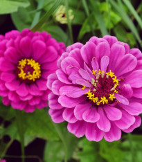 Ostálka jiřinkokvětá fialová - Zinnia elegans - semena - 50 ks