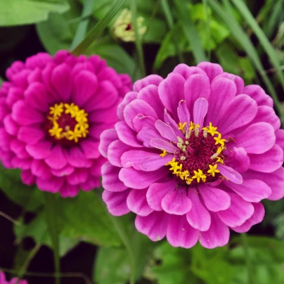 Ostálka jiřinkokvětá fialová - Zinnia elegans - semena - 50 ks