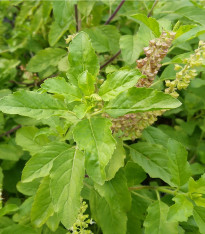 Bazalka indická Tulsi - Ocimum tenuiflorum - semena - 50 ks