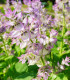 Šalvěj muškátová - Salvia sclarea - semena - 50 ks