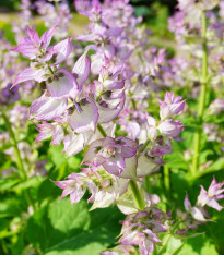 Šalvěj muškátová - Salvia sclarea - semena - 50 ks