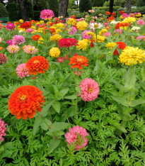 Ostálka Burpees - Zinnia elegans - semena - 50 ks
