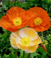 Mák nahoprutý směs Excelsior - Papaver nudicaule - semena - 250 ks