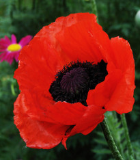 Mák turecký - Papaver glaucum - semena - 0,2 g