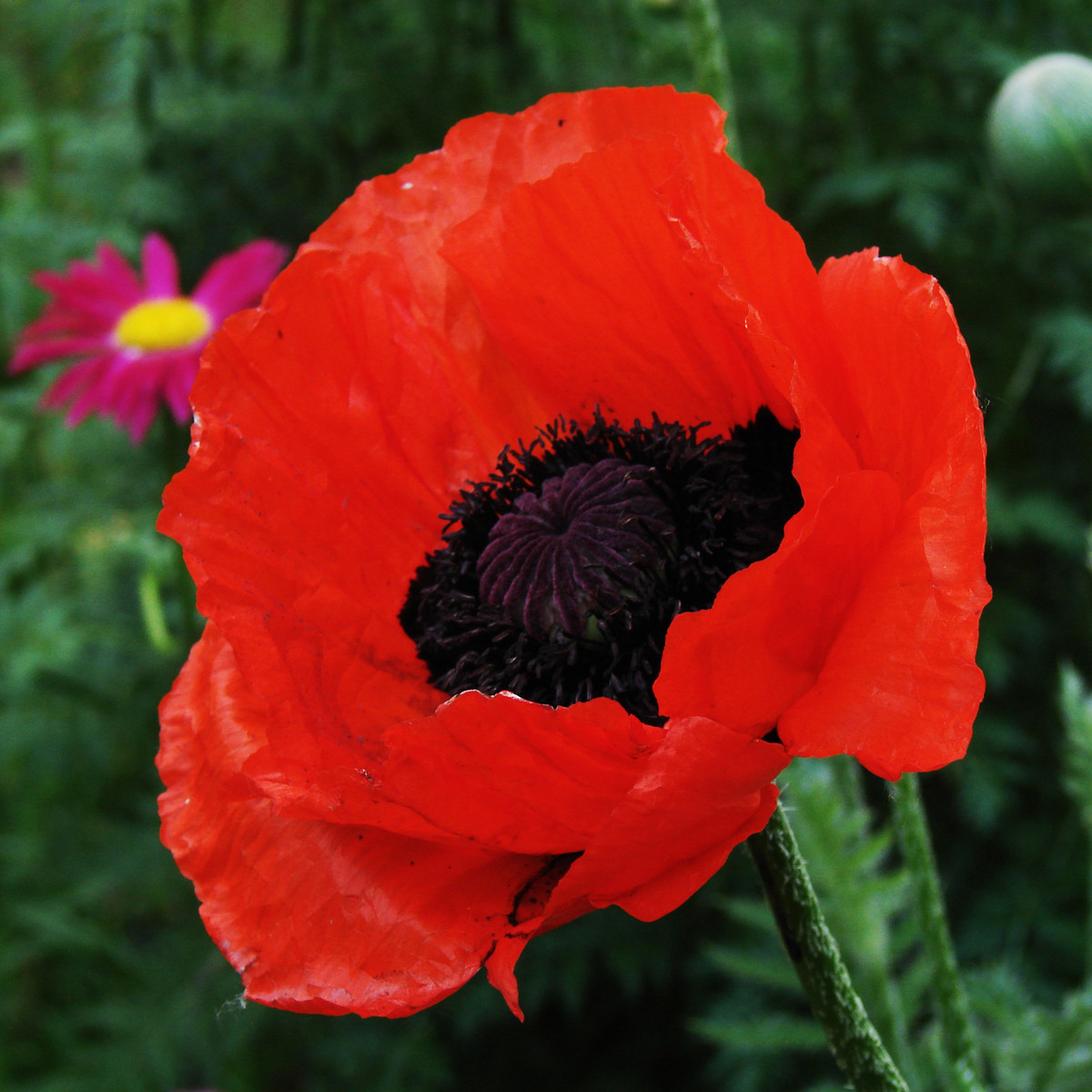 Mák turecký - Papaver glaucum - semena - 0,2 g