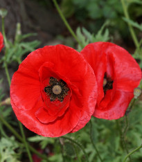 Vlčí mák červený - Papaver rhoeas - semena - 250 ks