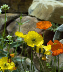 Mák Partyfun - Papaver nudicaule - semena - 20 ks