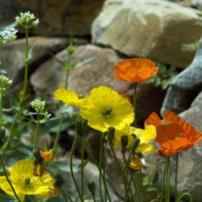 Mák Partyfun - Papaver nudicaule - semena - 20 ks