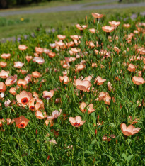 Len velkokvětý Charmer Salmon - Linum grandiflorum - semena - 20 ks