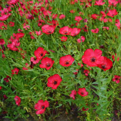 Semena lnu – Len červený velkokvětý – Linum grandiflorum