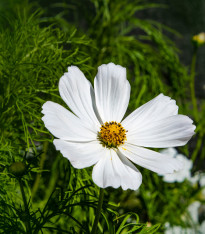 Krásenka zpeřená Bílá senzace - Cosmos bipinnatus - semena - 40 ks