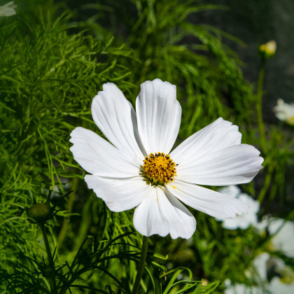 Krásenka zpeřená Bílá senzace - Cosmos bipinnatus - semena - 40 ks