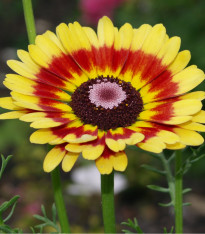 Kopretina kylnatá směs - Chrysanthemum carinatum mix - semena - 100 ks