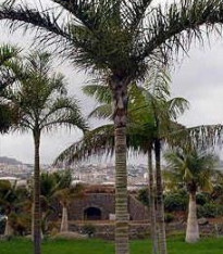 Palma madagaskarská - Dypsis madagascariensis - semena - 3 ks