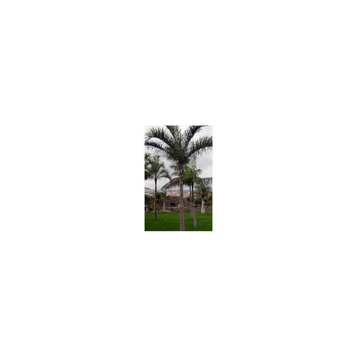 Palma madagaskarská - semena Palmy - Dypsis madagascariensis - 3 ks