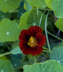 Lichořeřišnice červenočerná Black Velvet - Alaska - Tropaeolum nanum - semena - 15 ks