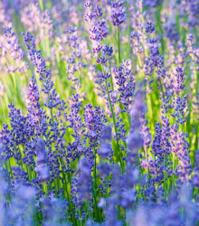 Semena levandule – Levandule lékařská Provence Blue – Lavandula angustifolia