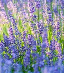 Levandule lékařská Provence Blue - Lavandula angustifolia - semena - 15 ks