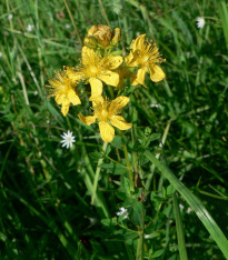 Třezalka tečkovaná - Hypericum perforatum - semena - 300 ks