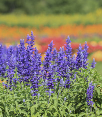 Šalvěj pomoučená modrá - Salvia farinacea - semena - 60 ks