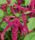 Laskavec ocasatý - Amaranthus caudatus - semena - 300 ks