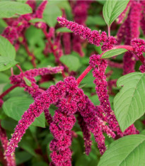 Laskavec ocasatý - Amaranthus caudatus - semena - 300 ks