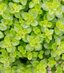 Majoránka divoká - Pot marjoram - semena - 500 ks