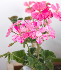Muškát páskatý Horizon - Mix barev - Pelargonium zonale - semena - 4 ks