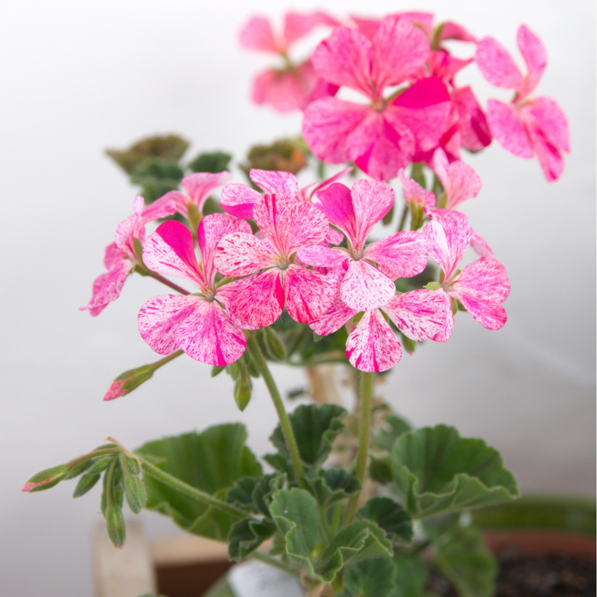 Muškát páskatý Horizon - Mix barev - Pelargonium zonale - semena - 4 ks