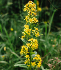 Zlatobýl obecný - Solidago virgaurea - semena - 20 ks