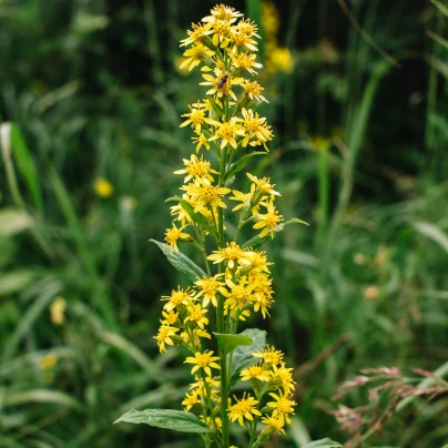Zlatobýl obecný - Solidago virgaurea - semena - 20 ks