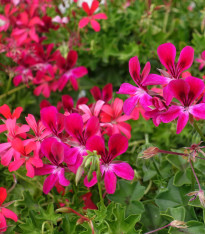 Muškát převislý Summer Showers směs barev - pelargonium peltatum - semena - 4 ks