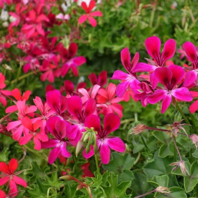 Muškát převislý Summer Showers směs barev - pelargonium peltatum - semena - 4 ks