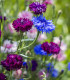 Chrpa - směs barev - Centaurea cyanus - semena - 100 ks