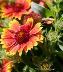 Kokarda jednoduchá - Gaillardia pulchella - semena - 0,3 g