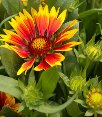 Kokarda osinatá velkokvětá směs - Gaillardia aristata - semena - 0,3 g