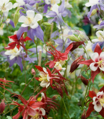 Orlíček Mc Kana - Aquilegia caerulea - semena - 200 ks