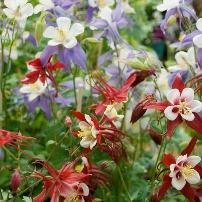 Orlíček Mc Kana - Aquilegia caerulea - semena - 200 ks