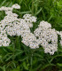 Řebříček obecný Yarrow - Achillea millefolium - semena - 200 ks