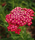 Řebříček obecný Cerise queen - Achillea millefolium - semena - 500 ks