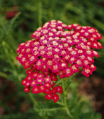 Řebříček obecný Cerise queen - Achillea millefolium - semena - 500 ks