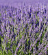Levandule lékařská - Lavandula angustifolia - semena - 130 ks